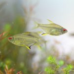 飼育76日目　レモンテトラ